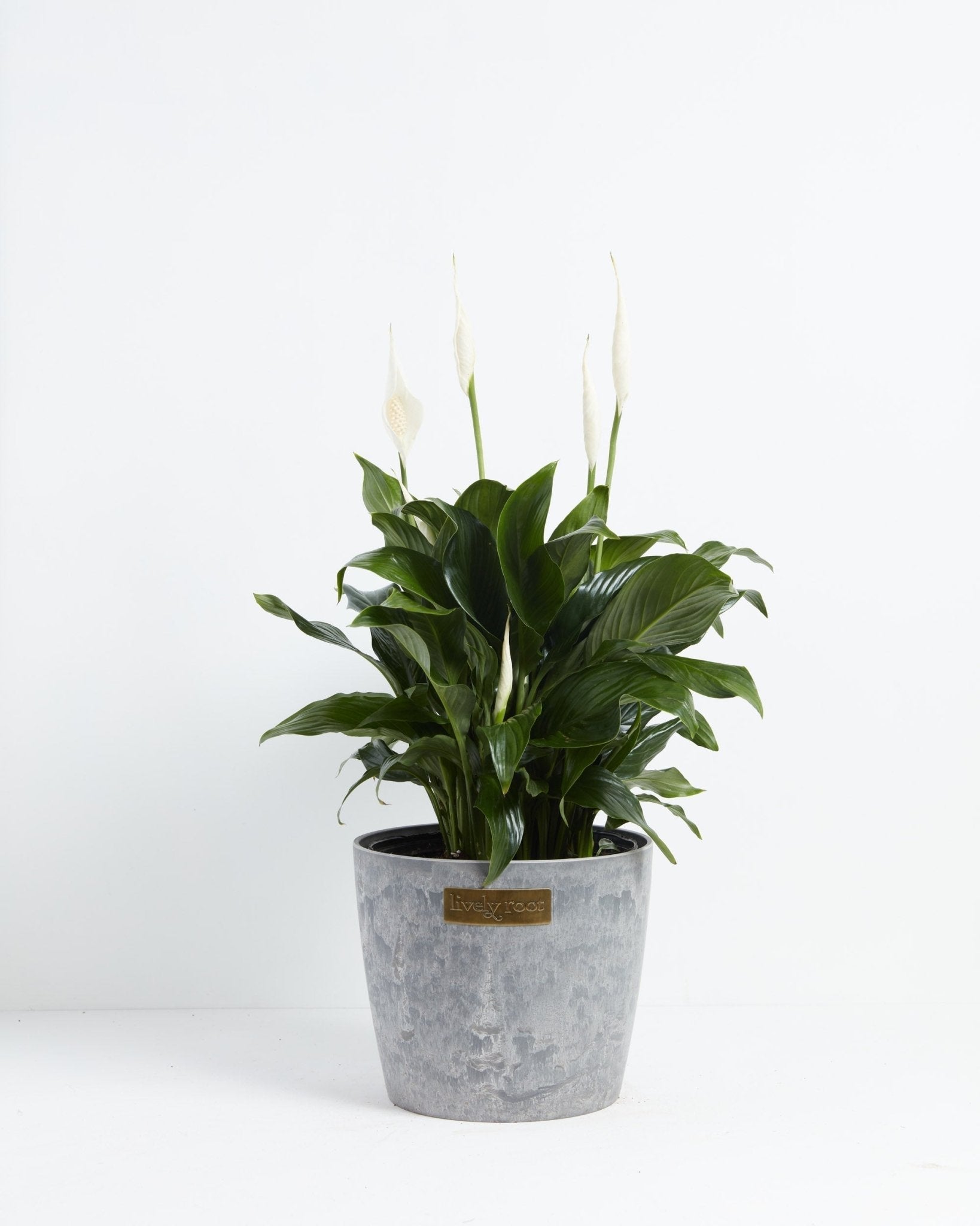Peace Lily (Spathiphyllum) - Indoor Plants - PB_PL_ECO_EG_10IN1 - Varnish + Vine - 24