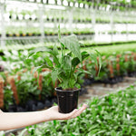 Peace Lily (Spathiphyllum) - Indoor Plants - PL_PL_8IN1 - Varnish + Vine - 12