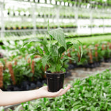 Peace Lily (Spathiphyllum) - Indoor Plants - PL_PL_8IN1 - Varnish + Vine - 12