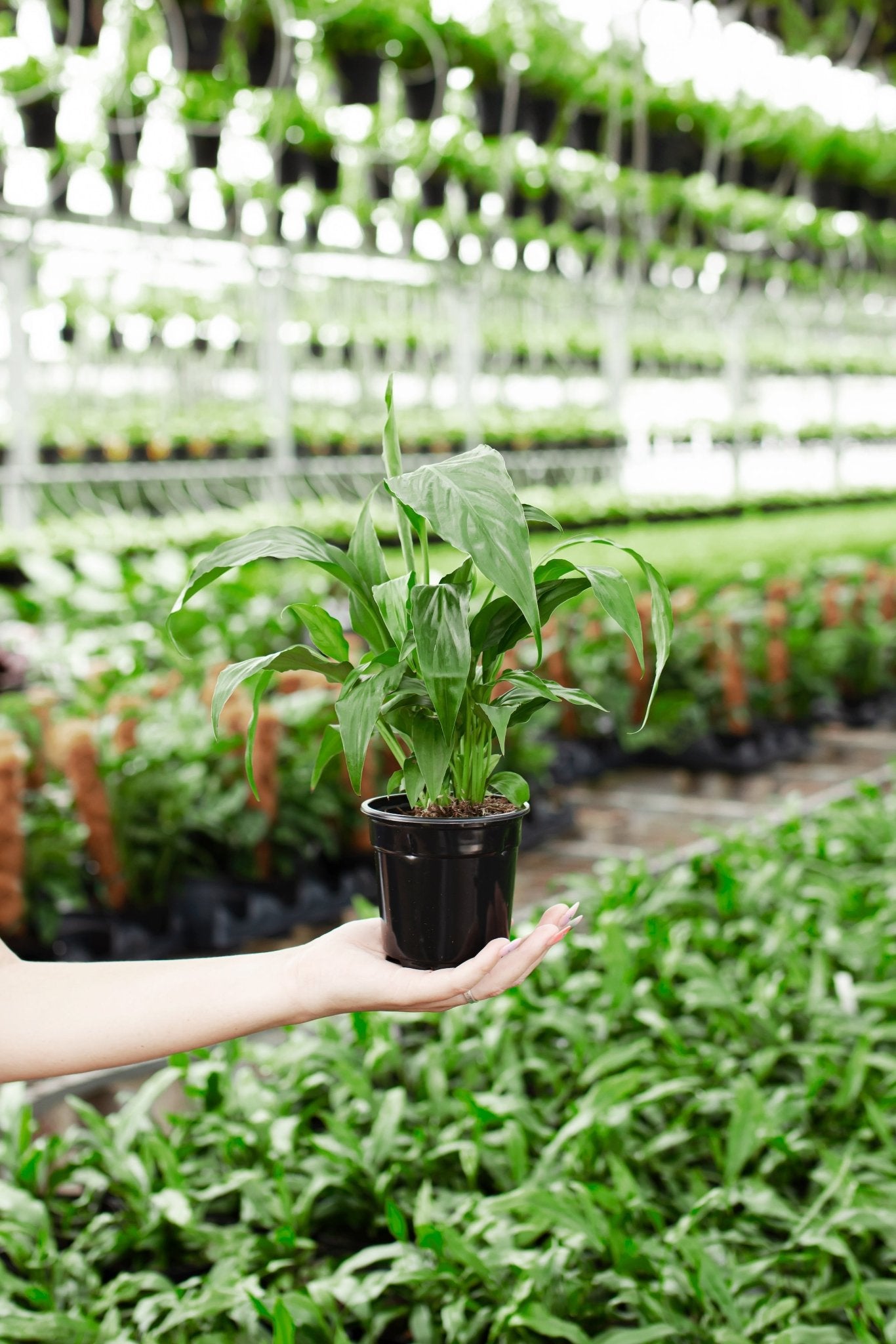 Peace Lily (Spathiphyllum) - Indoor Plants - PL_PL_8IN1 - Varnish + Vine - 12