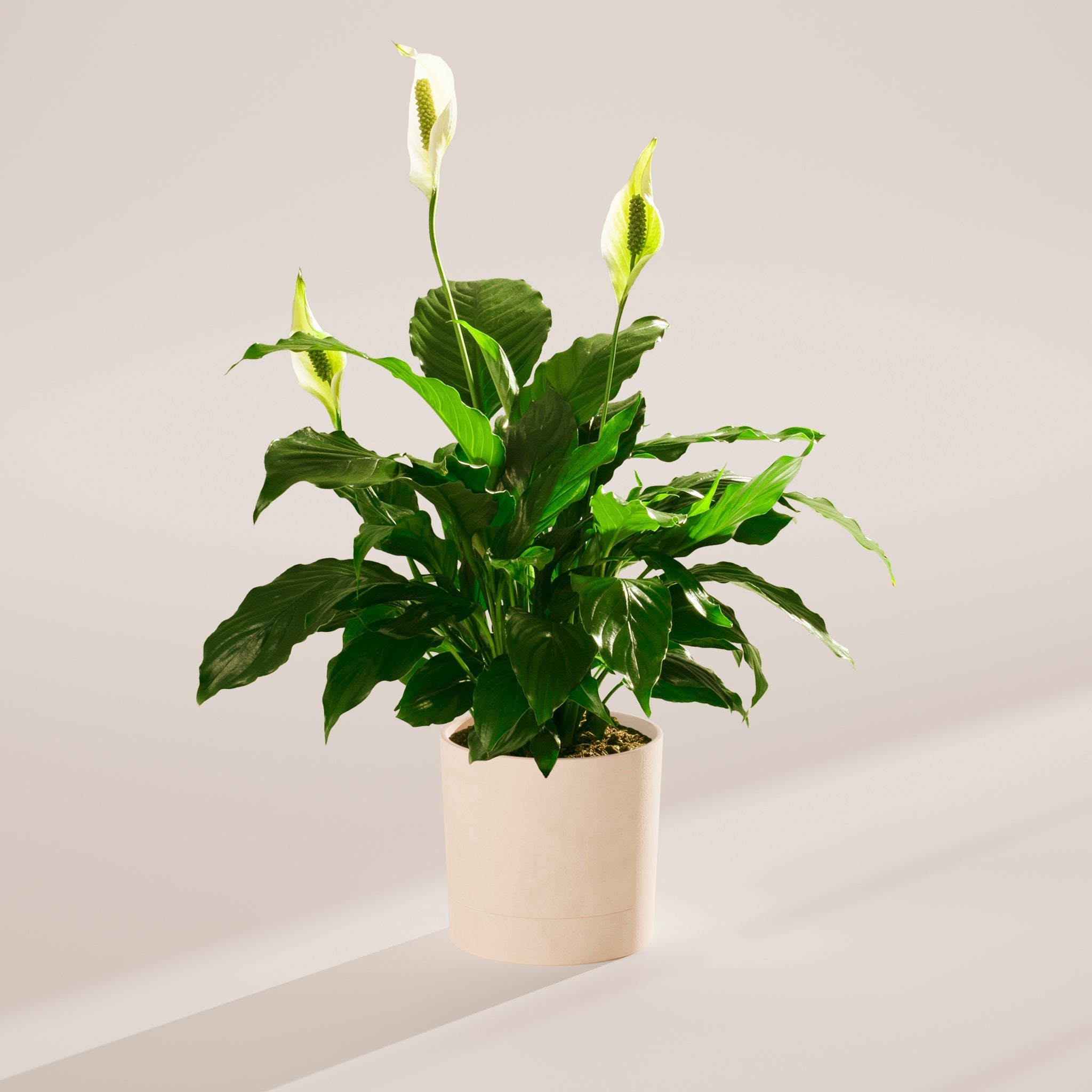 Peace Lily (Spathiphyllum) - Indoor Plants - PB_PL_SWP_CO_6IN1 - Varnish + Vine - 79