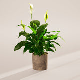 Peace Lily (Spathiphyllum) - Indoor Plants - PB_PL_SWP_EG_6IN1 - Varnish + Vine - 76