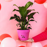 Peace Lily (Spathiphyllum) - Indoor Plants - PB_PL_CP_FU_6IN1 - Varnish + Vine - 31