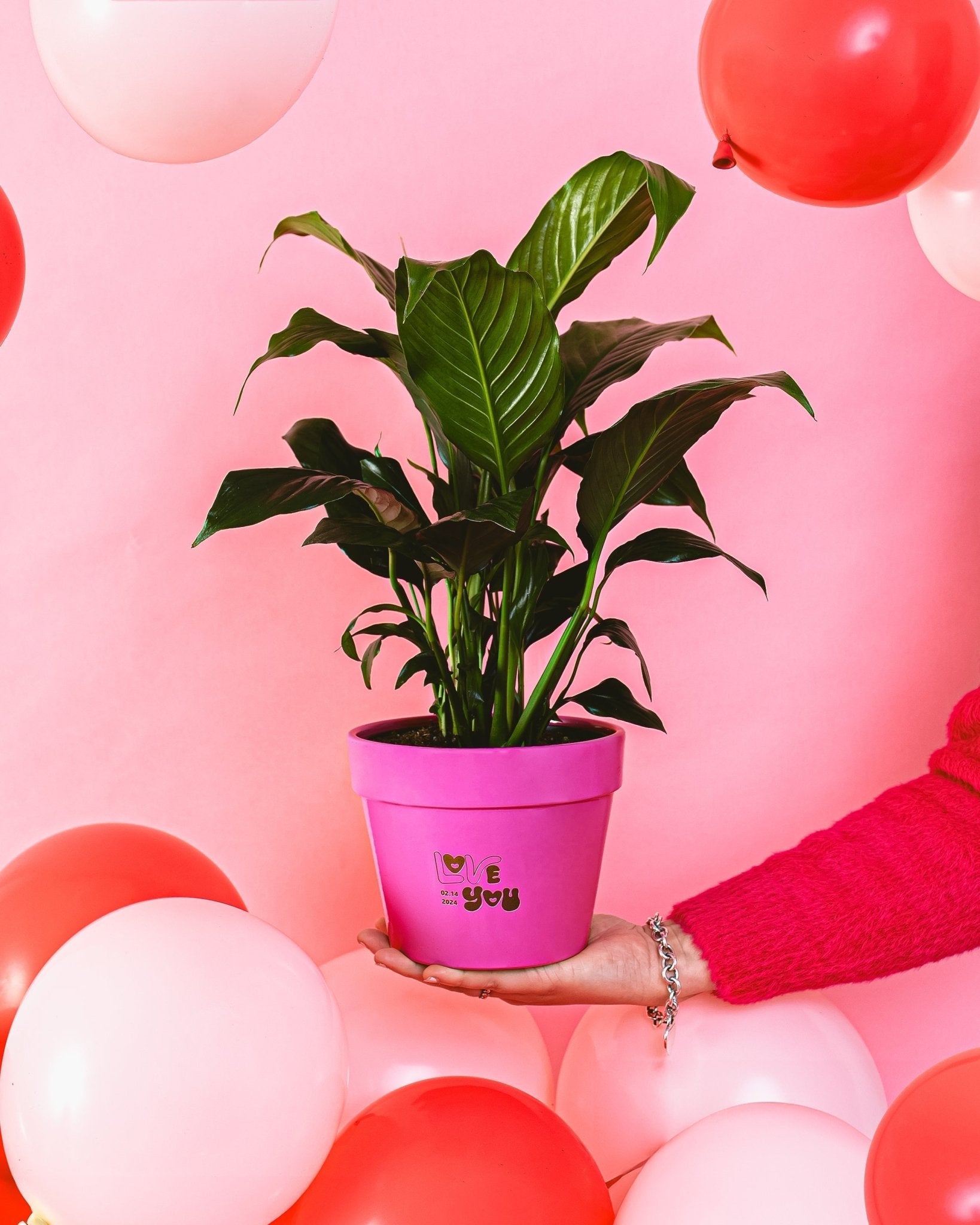 Peace Lily (Spathiphyllum) - Indoor Plants - PB_PL_CP_FU_6IN1 - Varnish + Vine - 31