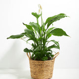 Peace Lily (Spathiphyllum) - Indoor Plants - PB_PL_BAS_LI_8IN1 - Varnish + Vine - 29