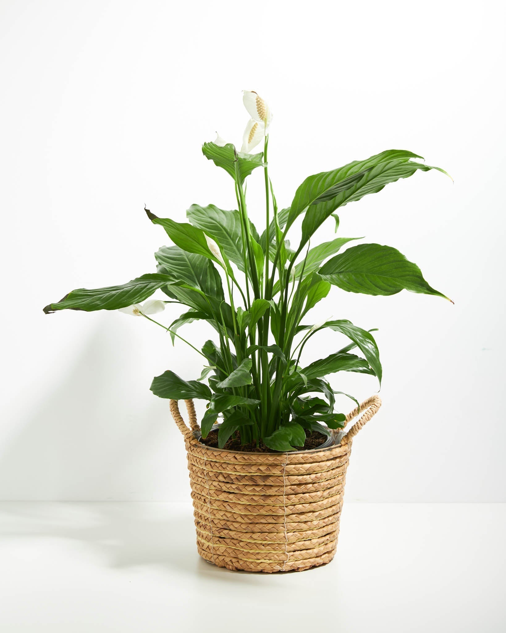 Peace Lily (Spathiphyllum) - Indoor Plants - PB_PL_BAS_LI_8IN1 - Varnish + Vine - 29