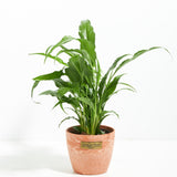 Peace Lily (Spathiphyllum) - Indoor Plants - PL_PL_8IN1 - Varnish + Vine - 15