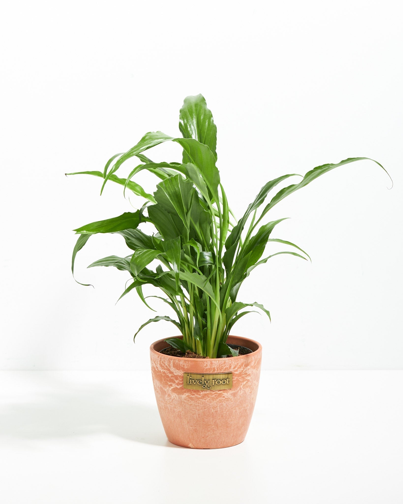 Peace Lily (Spathiphyllum) - Indoor Plants - PL_PL_8IN1 - Varnish + Vine - 15