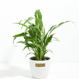 Peace Lily (Spathiphyllum) - Indoor Plants - PL_PL_8IN1 - Varnish + Vine - 13
