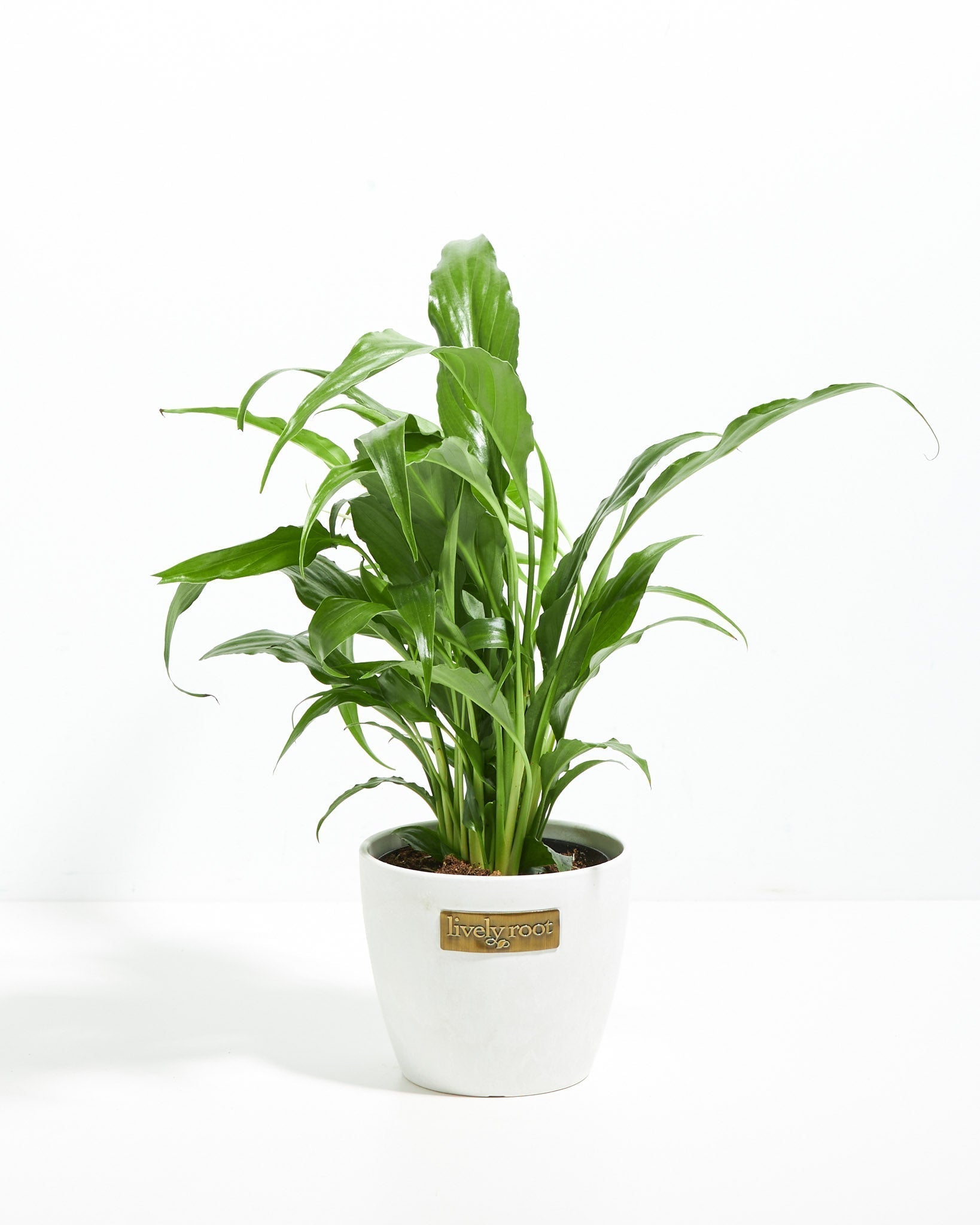 Peace Lily (Spathiphyllum) - Indoor Plants - PL_PL_8IN1 - Varnish + Vine - 13