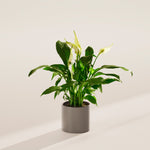 Peace Lily (Spathiphyllum) - Indoor Plants - PB_PL_CP_FU_6IN1 - Varnish + Vine - 33
