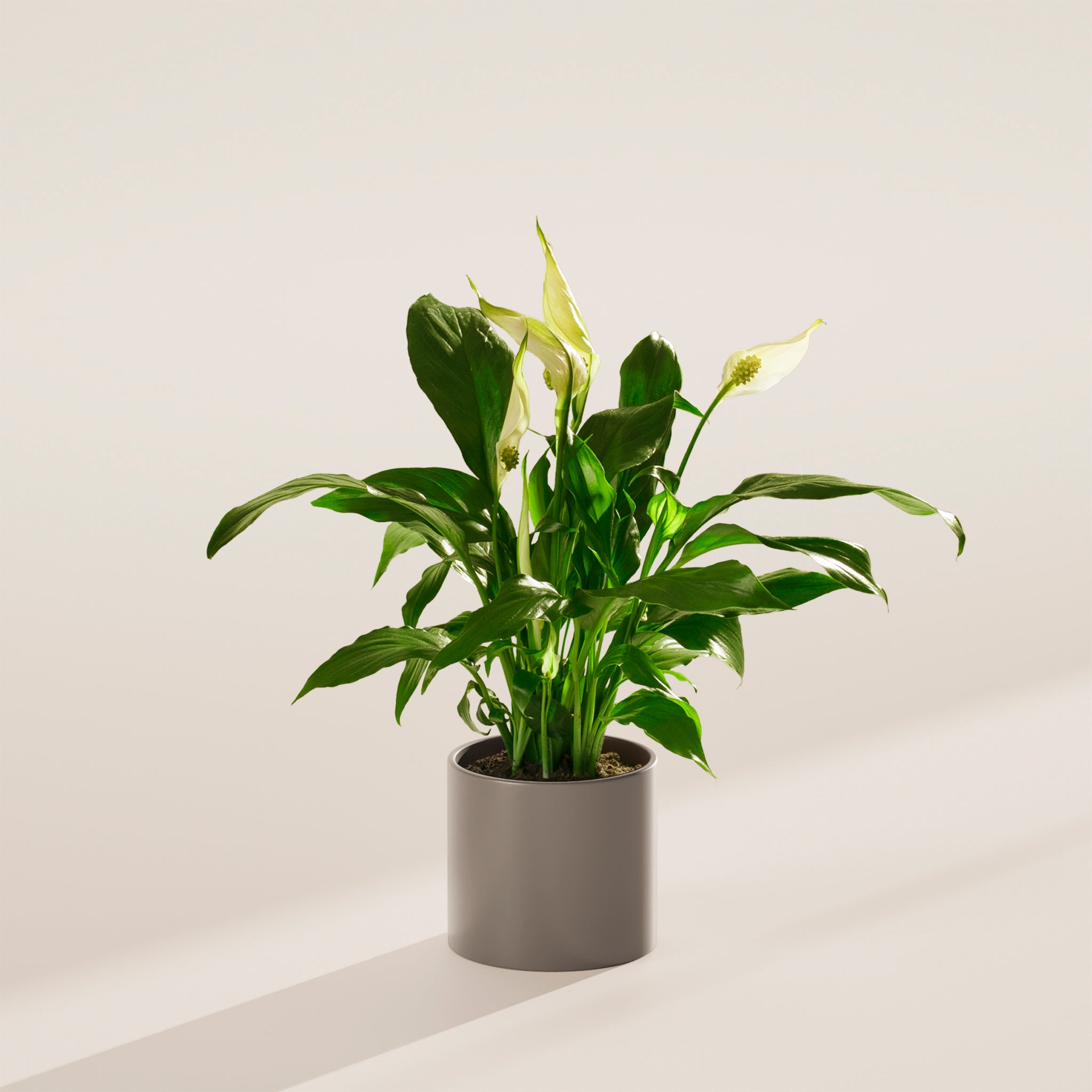 Peace Lily (Spathiphyllum) - Indoor Plants - PB_PL_CP_FU_6IN1 - Varnish + Vine - 33
