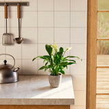 Peace Lily (Spathiphyllum) - Indoor Plants - PL_PL_4IN1 - Varnish + Vine - 51