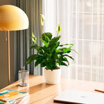 Peace Lily (Spathiphyllum) - Indoor Plants - PB_PL_ECO_CH_6IN1 - Varnish + Vine - 67