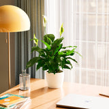 Peace Lily (Spathiphyllum) - Indoor Plants - PB_PL_ECO_CH_6IN1 - Varnish + Vine - 67