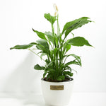 Peace Lily (Spathiphyllum) - Indoor Plants - PB_PL_ECO_CO_8IN1 - Varnish + Vine - 21