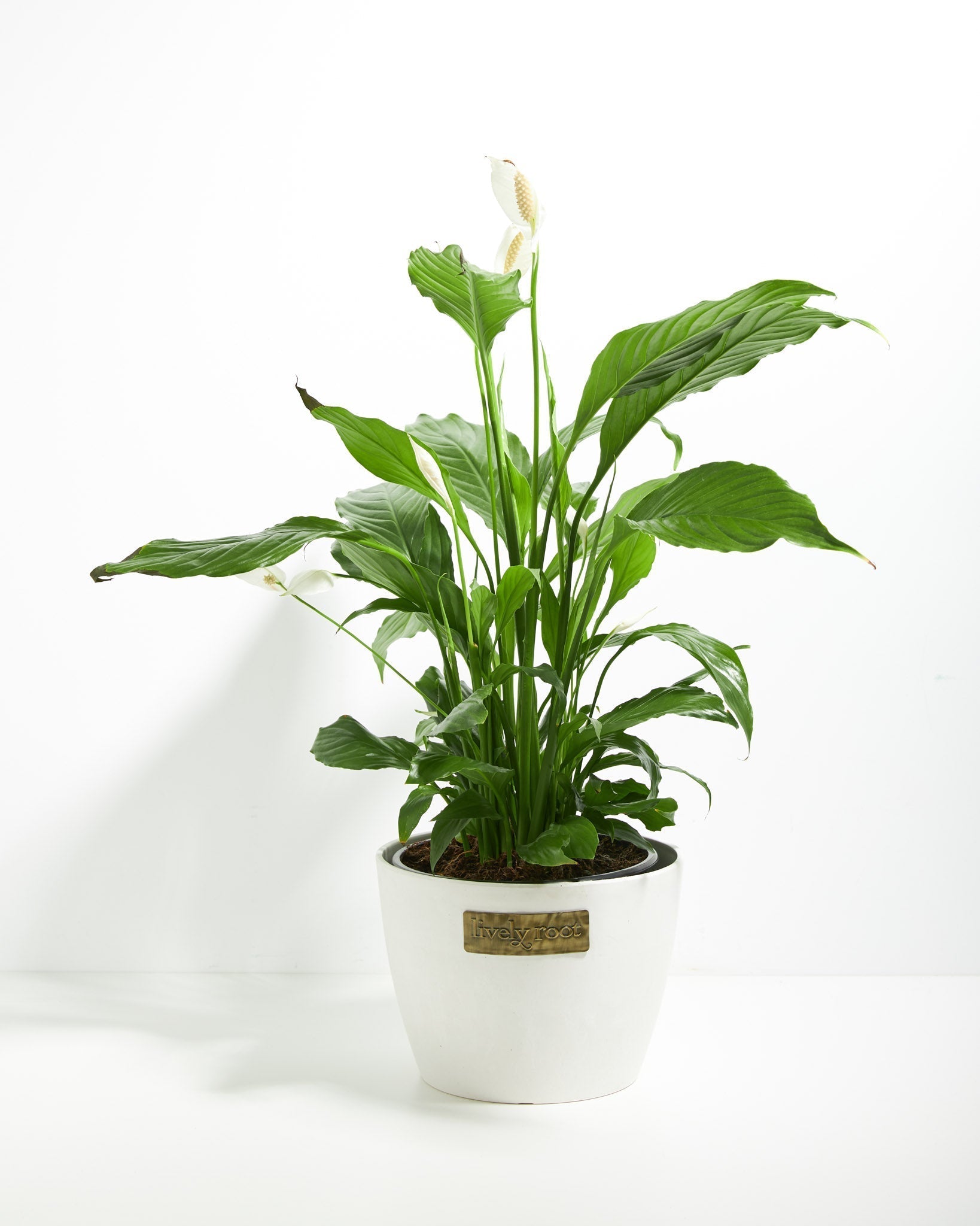 Peace Lily (Spathiphyllum) - Indoor Plants - PB_PL_ECO_CO_8IN1 - Varnish + Vine - 21