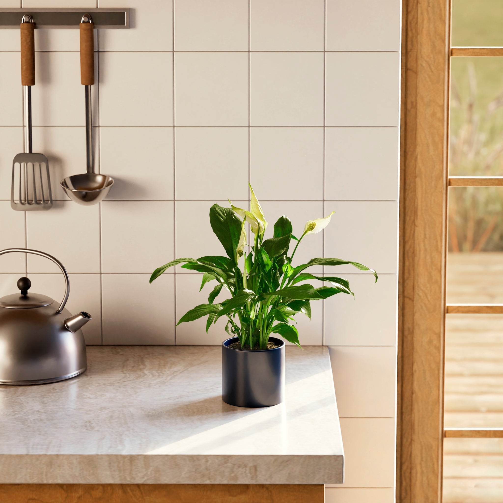 Peace Lily (Spathiphyllum) - Indoor Plants - PB_PL_CP_FU_6IN1 - Varnish + Vine - 34