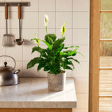 Peace Lily (Spathiphyllum) - Indoor Plants - PB_PL_ECO_MA_6IN1 - Varnish + Vine - 75
