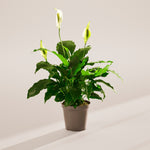 Peace Lily (Spathiphyllum) - Indoor Plants - PL_PL_6IN1 - Varnish + Vine - 80