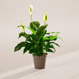 Peace Lily (Spathiphyllum) - Indoor Plants - PL_PL_6IN1 - Varnish + Vine - 80