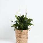 Peace Lily (Spathiphyllum) - Indoor Plants - PB_PL_BAS_LI_10IN1 - Varnish + Vine - 30
