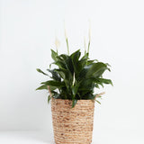 Peace Lily (Spathiphyllum) - Indoor Plants - PB_PL_BAS_LI_10IN1 - Varnish + Vine - 30