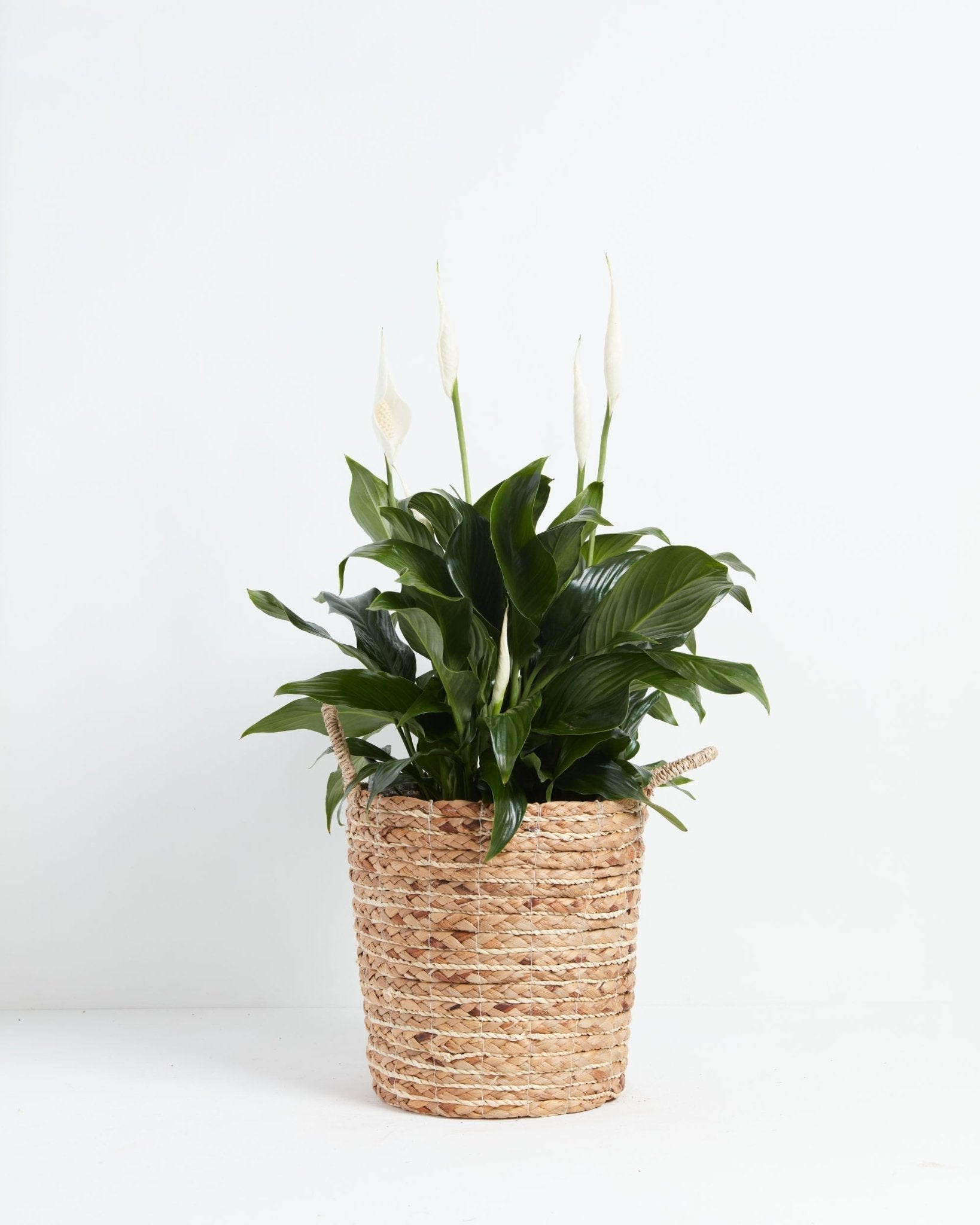 Peace Lily (Spathiphyllum) - Indoor Plants - PB_PL_BAS_LI_10IN1 - Varnish + Vine - 30