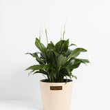 Peace Lily (Spathiphyllum) - Indoor Plants - PB_PL_ECO_MA_10IN1 - Varnish + Vine - 26