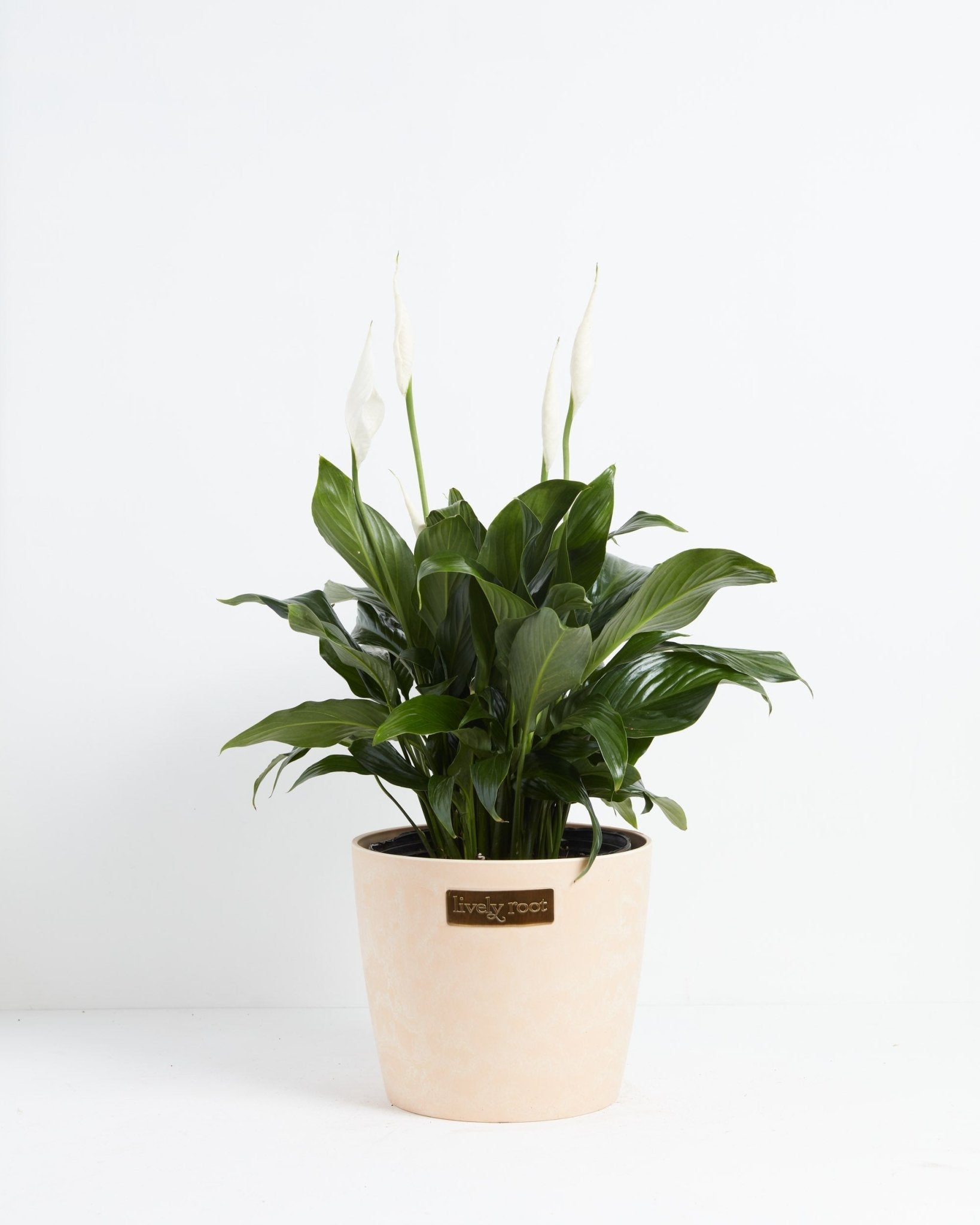 Peace Lily (Spathiphyllum) - Indoor Plants - PB_PL_ECO_MA_10IN1 - Varnish + Vine - 26