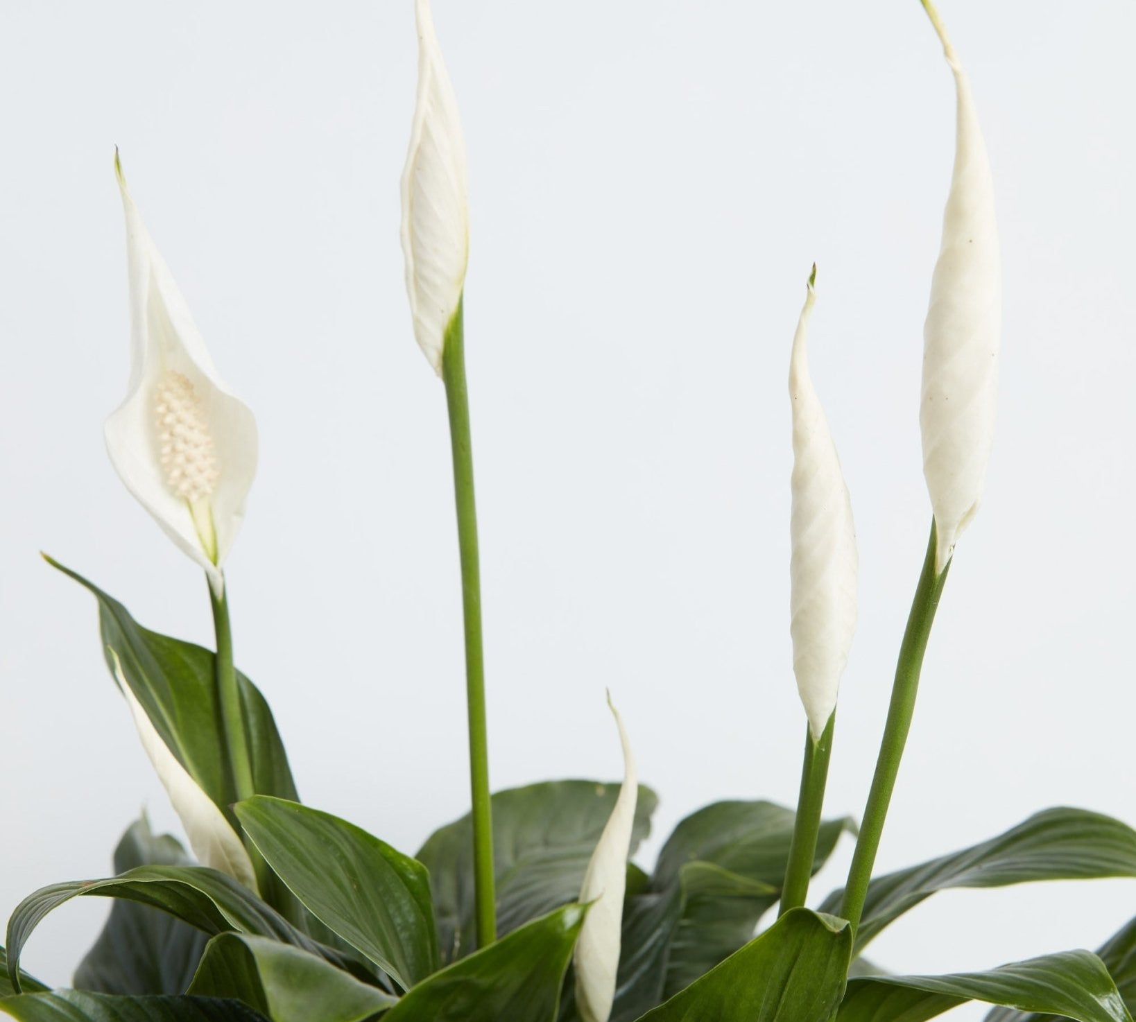 Peace Lily (Spathiphyllum) - Indoor Plants - PL_PL_4IN1 - Varnish + Vine - 3