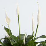 Peace Lily (Spathiphyllum) - Indoor Plants - PL_PL_4IN1 - Varnish + Vine - 3
