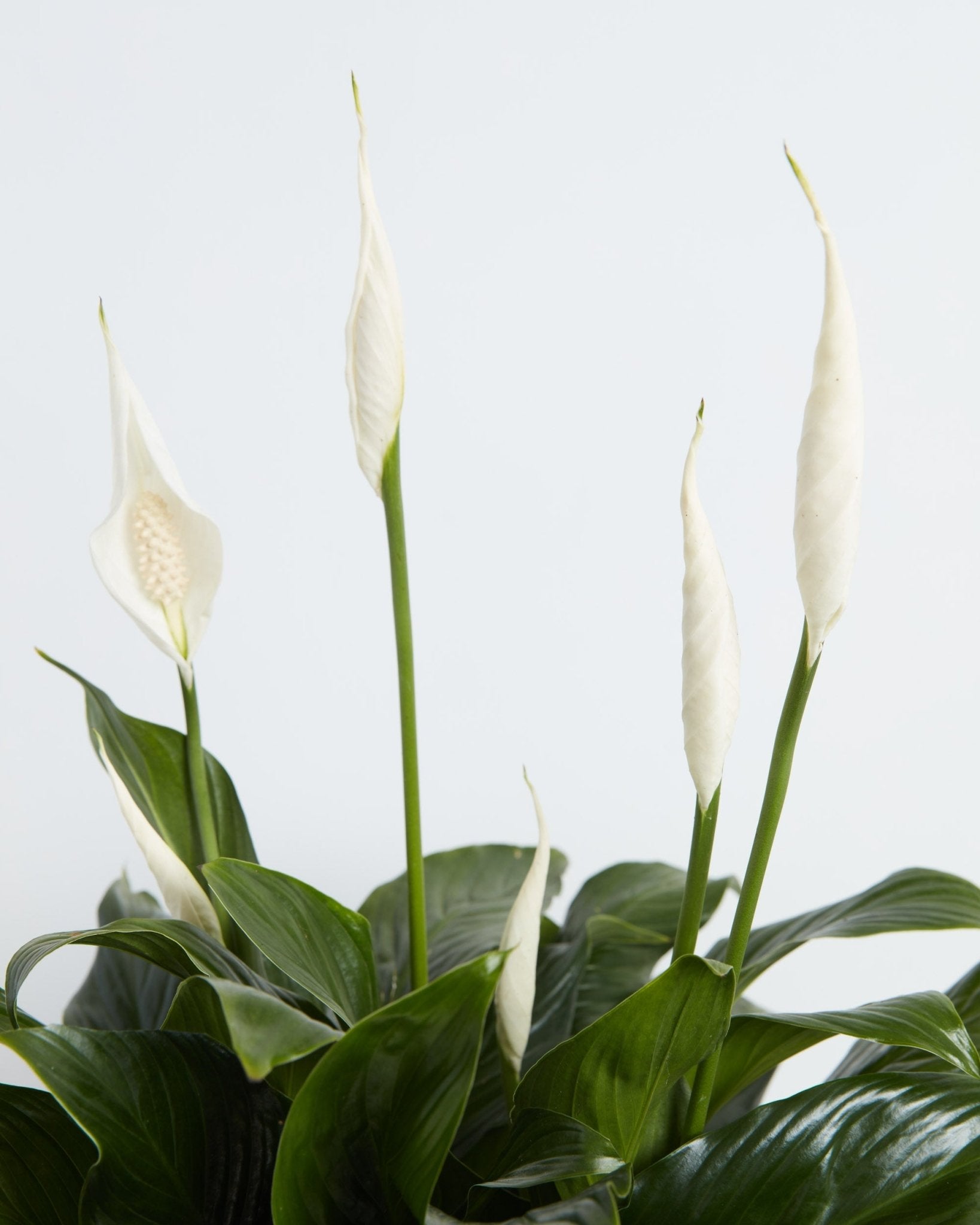 Peace Lily (Spathiphyllum) - Indoor Plants - PL_PL_4IN1 - Varnish + Vine - 3
