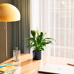 Peace Lily (Spathiphyllum) - Indoor Plants - PB_PL_CP_FU_6IN1 - Varnish + Vine - 35