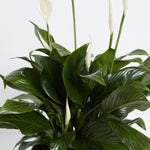 Peace Lily (Spathiphyllum) - Indoor Plants - PL_PL_4IN1 - Varnish + Vine - 5