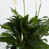 Peace Lily (Spathiphyllum) - Indoor Plants - PL_PL_4IN1 - Varnish + Vine - 5