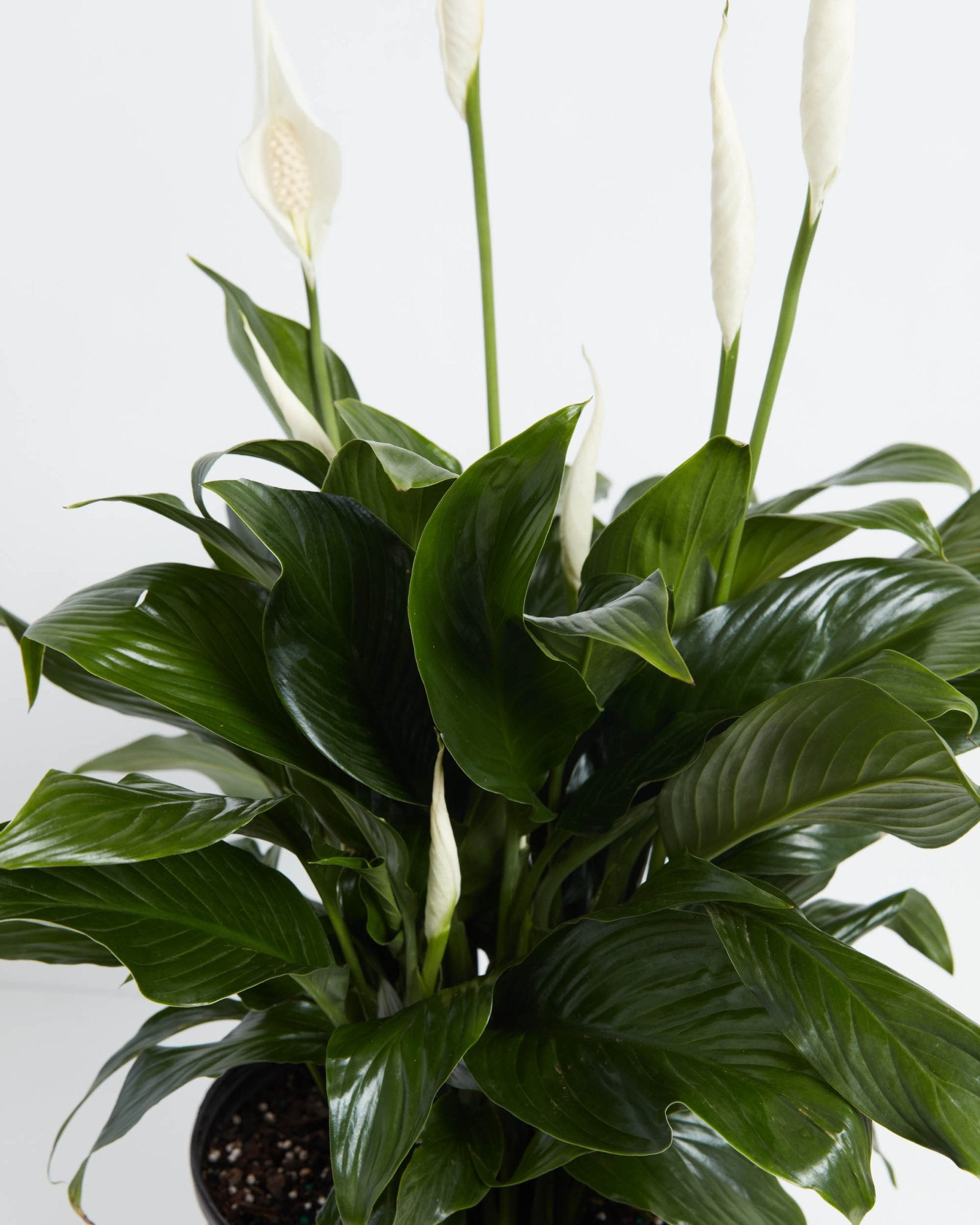 Peace Lily (Spathiphyllum) - Indoor Plants - PL_PL_4IN1 - Varnish + Vine - 5
