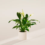 Peace Lily (Spathiphyllum) - Indoor Plants - PL_PL_4IN1 - Varnish + Vine - 50
