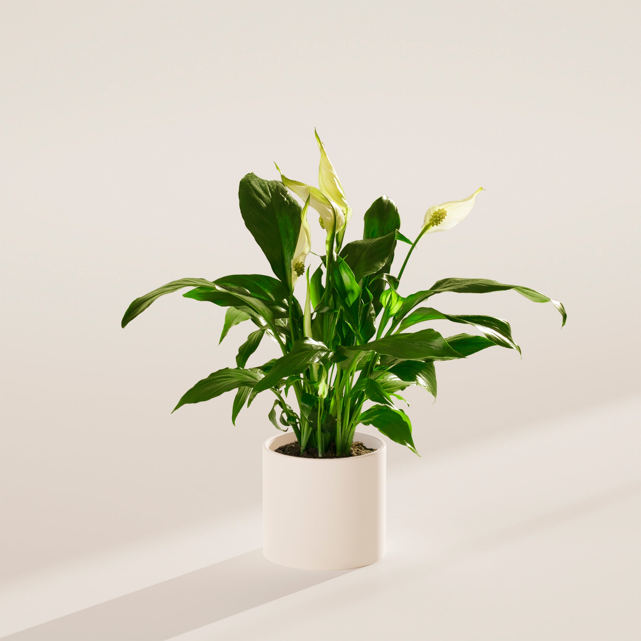 Peace Lily (Spathiphyllum) - Indoor Plants - PL_PL_4IN1 - Varnish + Vine - 50