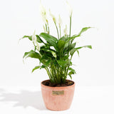 Peace Lily (Spathiphyllum) - Indoor Plants - PL_PL_8IN1 - Varnish + Vine - 19