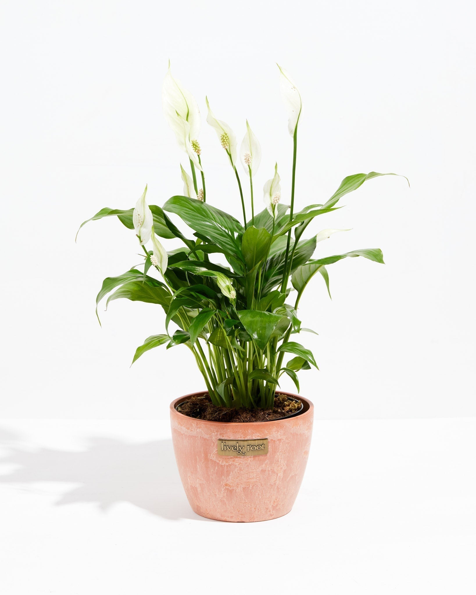 Peace Lily (Spathiphyllum) - Indoor Plants - PL_PL_8IN1 - Varnish + Vine - 19