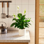 Peace Lily (Spathiphyllum) - Indoor Plants - PB_PL_SWP_EG_6IN1 - Varnish + Vine - 77