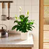 Peace Lily (Spathiphyllum) - Indoor Plants - PB_PL_SWP_EG_6IN1 - Varnish + Vine - 77