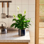 Peace Lily (Spathiphyllum) - Indoor Plants - PL_PL_4IN1 - Varnish + Vine - 58
