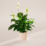 Peace Lily (Spathiphyllum) - Indoor Plants - PB_PL_ECO_CO_6IN1 - Varnish + Vine - 68