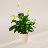 Peace Lily (Spathiphyllum) - Indoor Plants - PB_PL_ECO_CO_6IN1 - Varnish + Vine - 68