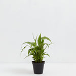 Peace Lily (Spathiphyllum) - Indoor Plants - PL_PL_4IN1 - Varnish + Vine - 9
