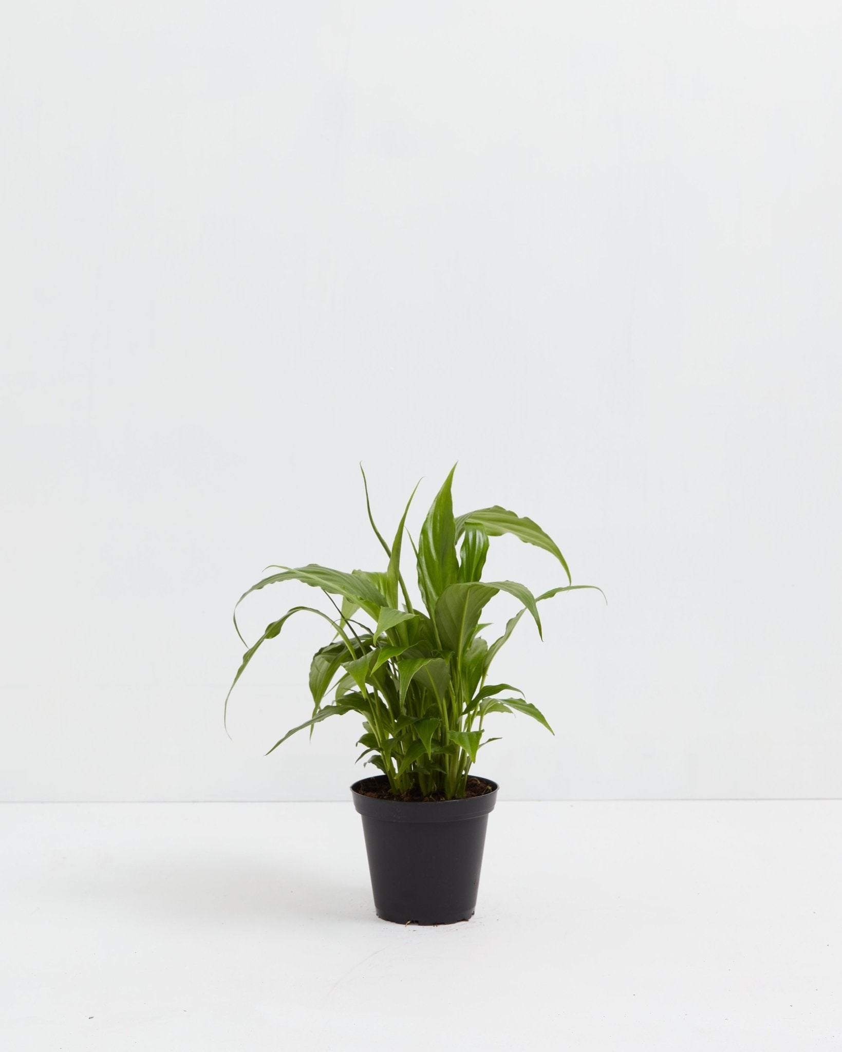 Peace Lily (Spathiphyllum) - Indoor Plants - PL_PL_4IN1 - Varnish + Vine - 9