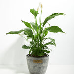 Peace Lily (Spathiphyllum) - Indoor Plants - PB_PL_ECO_EG_8IN1 - Varnish + Vine - 22