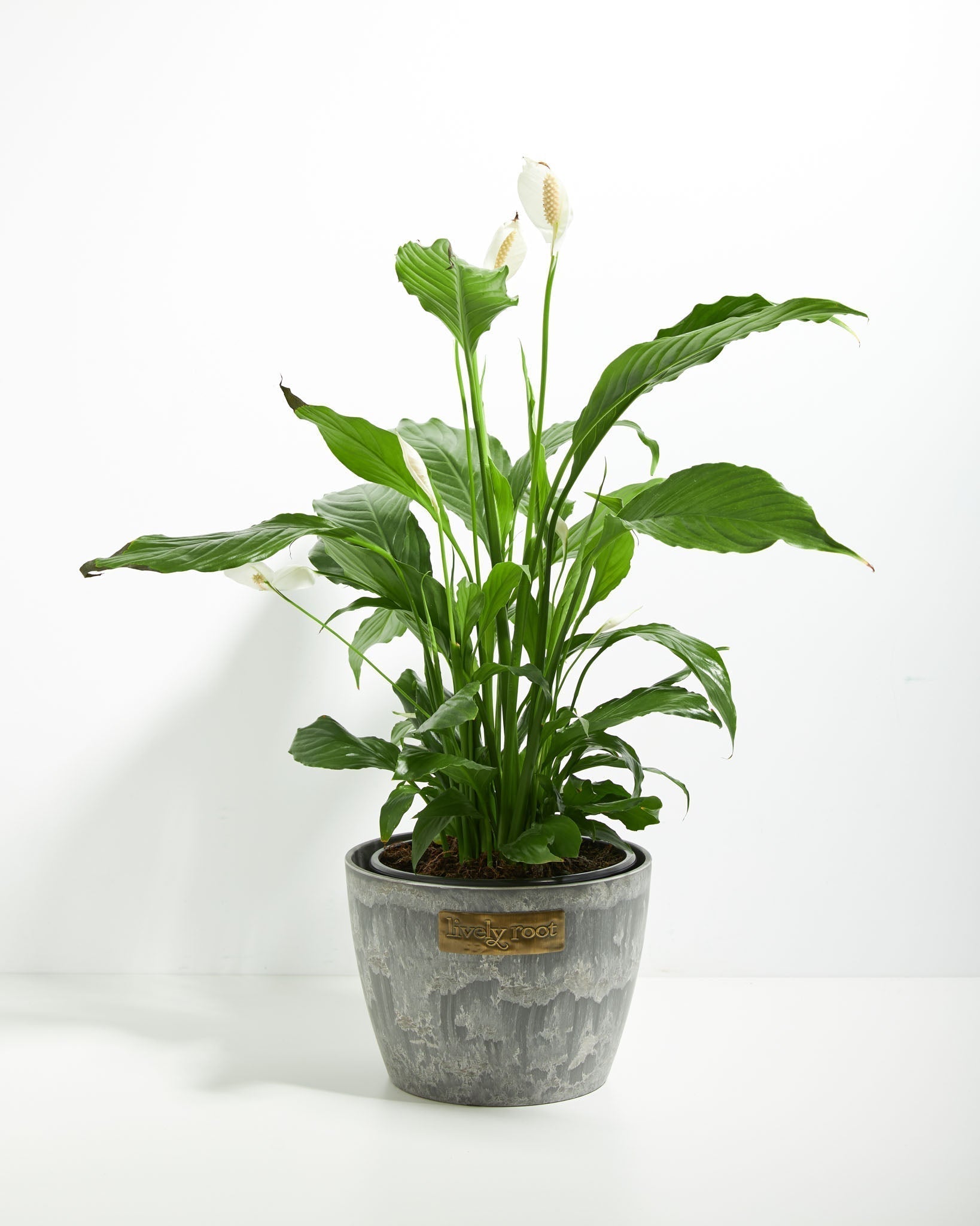 Peace Lily (Spathiphyllum) - Indoor Plants - PB_PL_ECO_EG_8IN1 - Varnish + Vine - 22